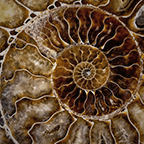 Fossili