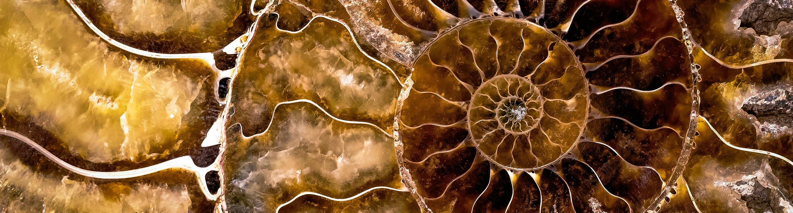 Fossili