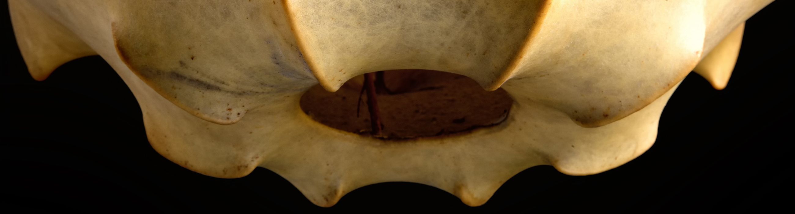 Viscontea